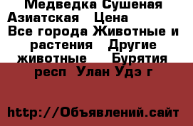 Медведка Сушеная Азиатская › Цена ­ 1 400 - Все города Животные и растения » Другие животные   . Бурятия респ.,Улан-Удэ г.